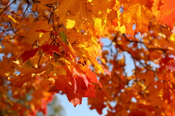 Red and yellow bright maple leaves against the blue sky. Autumn golden background