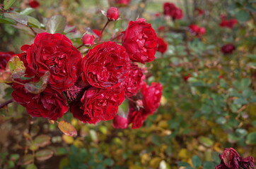 Red Flower of Rose 'Ruby Flower Carnival' in Full Bloom
