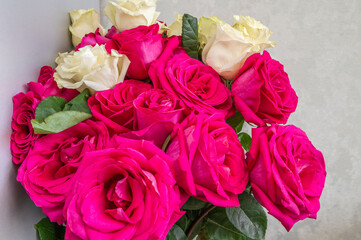 Bouquet of red and white roses on a gray background, selective focus, close up