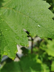 leaf with water drops