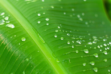 Water on the leaves. Green banana leaves have water perched on top, Green banana leaf wet, Banana leaves zoom in close