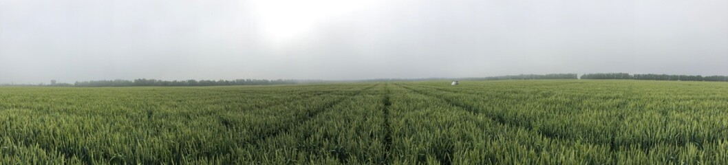 field of wheat