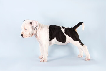 Studio portrait funny cute puppy American Staffordshire Terrier standing in rack on light blue background, close-up