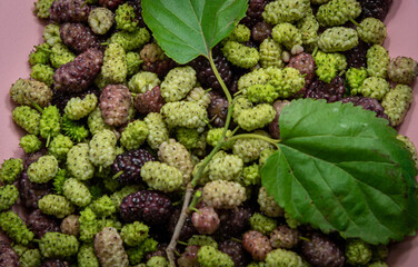 Morus alba L. fruits in white and pink colors overlaid by a branch of mulberry leaves.