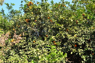 Fototapeta na wymiar Orange Tree with fresh ripe oranges, spotted at Asansol in West Bengal.