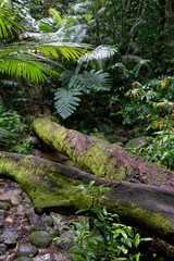 Australijski las deszczowy w stanie Queensland - obrazy, fototapety, plakaty