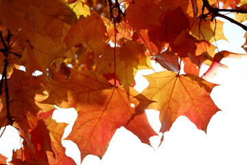 Red and yellow bright maple leaves against the blue sky. Autumn golden background