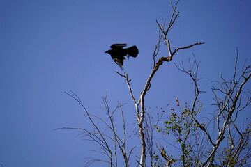 crow flying