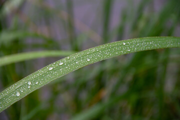 Fototapeta na wymiar raindrops on green grass close up