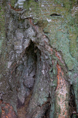natural background of textured old tree trunk