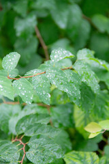 raindrops on green leaves close up