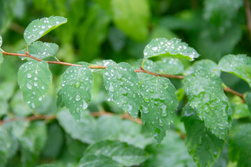 raindrops on green leaves close up
