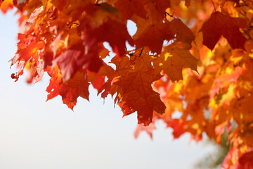 Red and yellow bright maple leaves against the blue sky. Autumn golden background