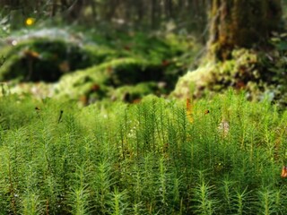 moss on the grass