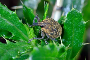 Fotobehang Snout beetle / Rüsselkäfer, Länglicher Distelrüssler (Larinus planus)  © bennytrapp