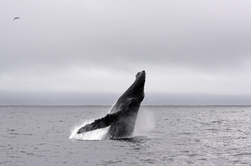 Jump of a humpback whale (picture 1 in a series of 8). The wheather is typical for a summer day in...