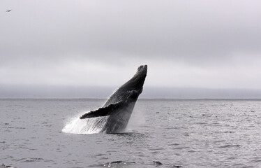 Jump of a humpback whale (picture 2 in a series of 8). The wheather is typical for a summer day in...