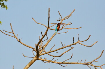 Tiny Bird on a tree branch in South Kolkata