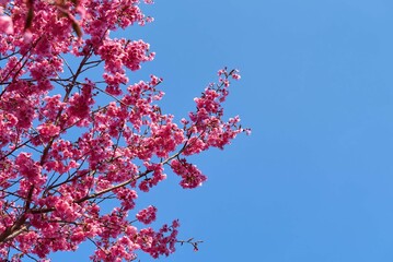 宇都宮　豊郷　まほろばの郷　八重桜