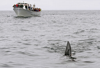 Monterey, California: dorsal fin of a rare basking shark, the second largest fish on earth. A boat packed with whale watchers is approaching.