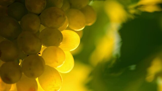 Close up shot of Ripe organic vineyard grapes swaying in the wind. Great grapes for making white wine. Wine grapes harvest