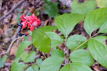 Paeonia obovata. Reverse-oval peony growing wild in the forest of the far East.
