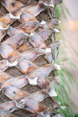 Palm tree trunk close up. Palm natural organic bark wood.