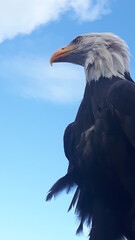 eagle in the sky