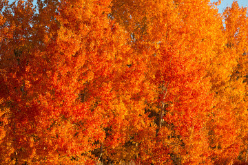 Vivid orange and yellow fall leaf background with peeks of sky