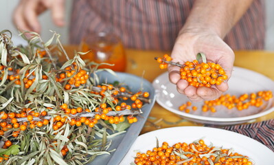 Picking sea buckthorn berries from branches. Hobby of an elderly woman, hands hold sea buckthorn berries.Protect ourselves from influenza.