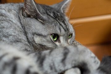 可愛い猫　　サバトラ猫