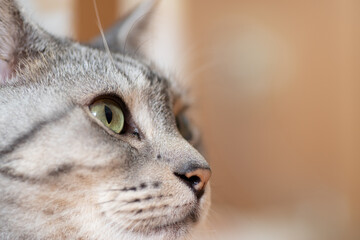 見つめる猫　　サバトラ猫