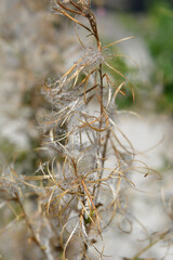 Obraz premium Great hairy willowherb