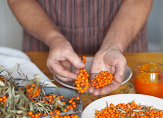 Picking sea buckthorn berries from branches. Hobby of an elderly woman, hands hold sea buckthorn berries.Protect ourselves from influenza.