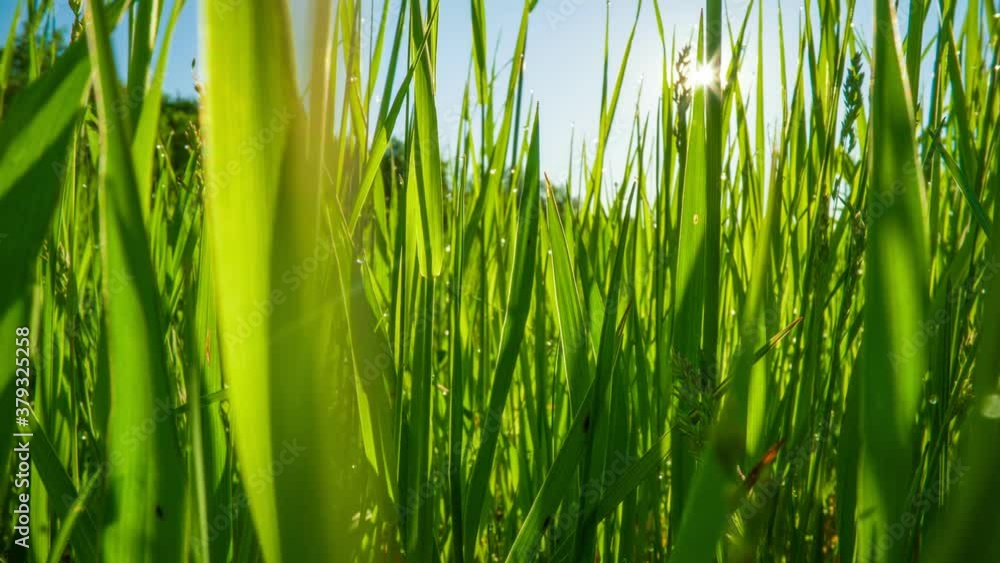 Poster making way through the luscious green grass. probe lens shot sunrays make their way through the fres