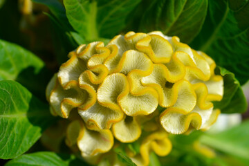 Twisted Yellow Cockscomb