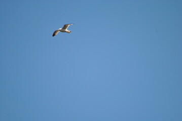 Fototapeta premium Чайка в полете.