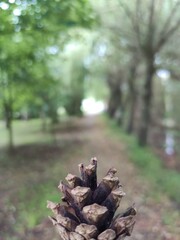 pine cones in the forest