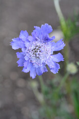 Caucasian pincushion flower