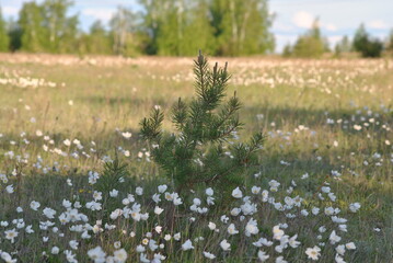 field of daisies