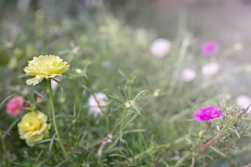 moss rose, portulaca grandiflora, japanese rose, sun plant or purslane blooming on the flower garden with green leaves background.