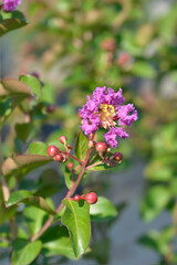 Crepe myrtle