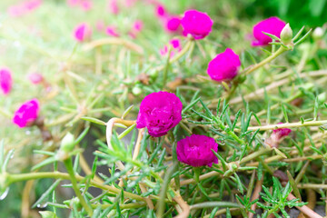 moss rose, portulaca grandiflora, japanese rose, sun plant or purslane blooming on the flower garden with green leaves background.