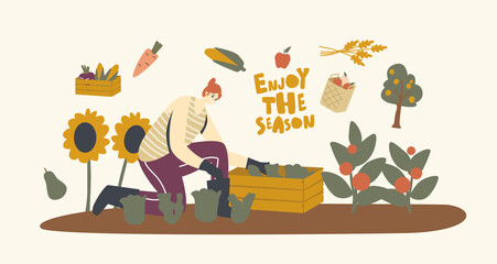 Woman Farmer in Gloves Working on Garden Bed Harvesting Tomatoes and Greenery in Wooden Box. Gardener Harvesting Crop