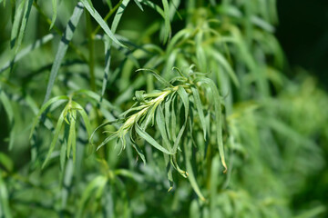 Tarragon leaves