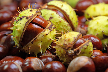 Rosskastanien, Aesculus hippocastanum, in einer Nahaufnahme