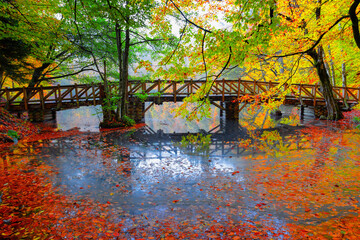 Image of colorful leaves falling down from tree branches in autumn. (Yedigöller). Yedigoller National Park, Bolu, Istanbul. Turkey.	