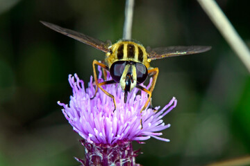 Große Sumpfschwebfliege (Helophilus trivittatus) - hoverfly