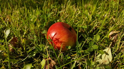 Ripe red apple close-up on the green grass of the garden lawn in the yellow light of the autumn sun.
