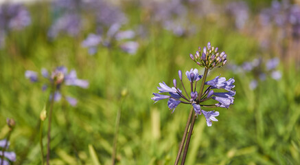 Mosaic stone wall of colours